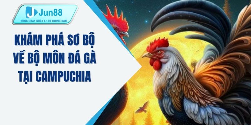 Khám phá sơ bộ về bộ môn đá gà tại Campuchia 